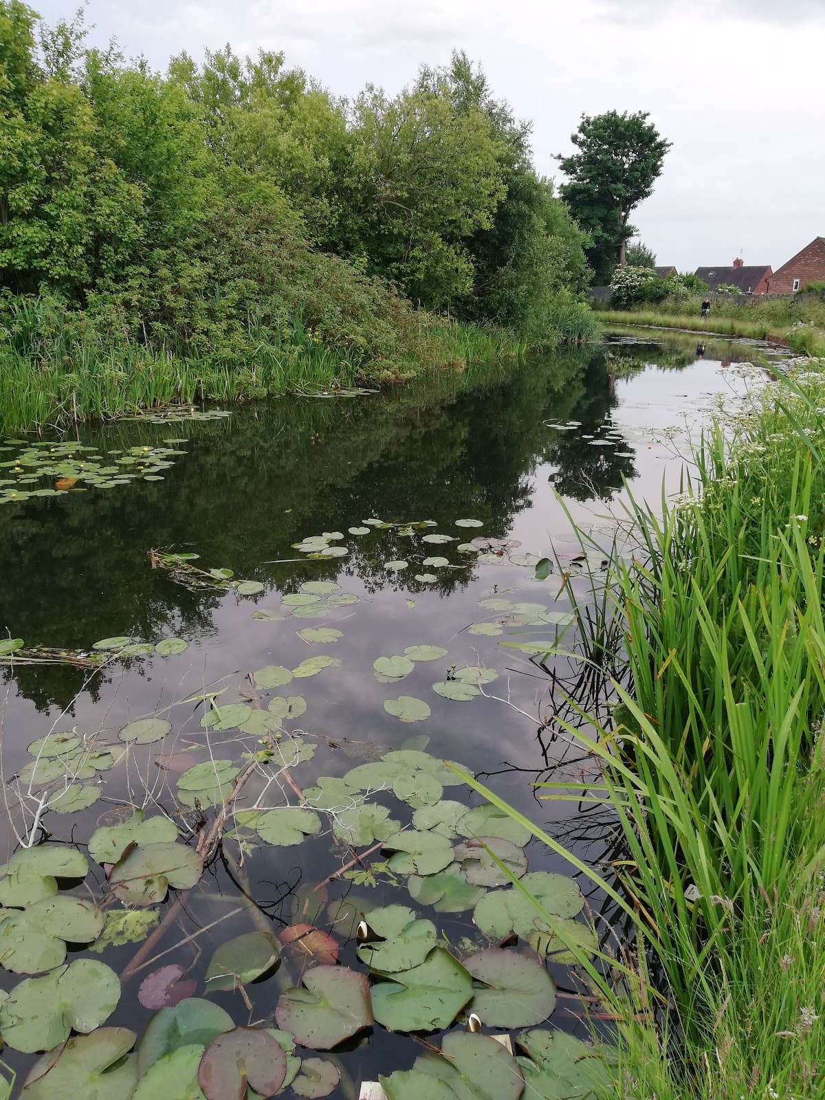 Main view of Reedswood Pool