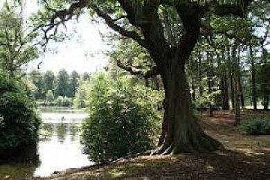 Calderstones Park - Image 1