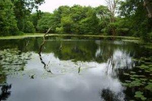 Speke Hall Dam - Image 1