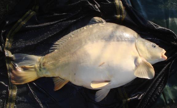 Sion Farm Fishery - Image 2