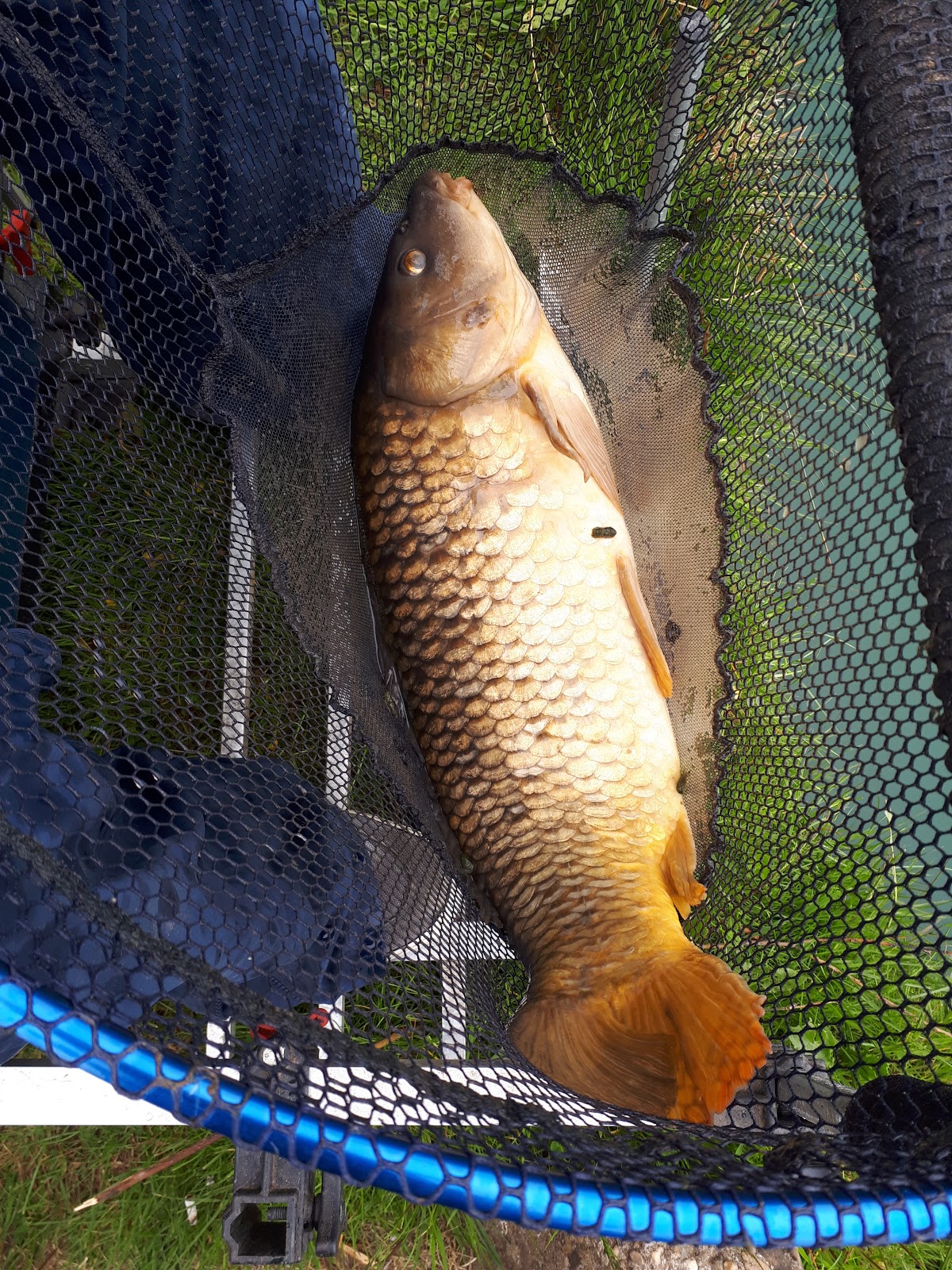 Woodland View Fishery - Image 1