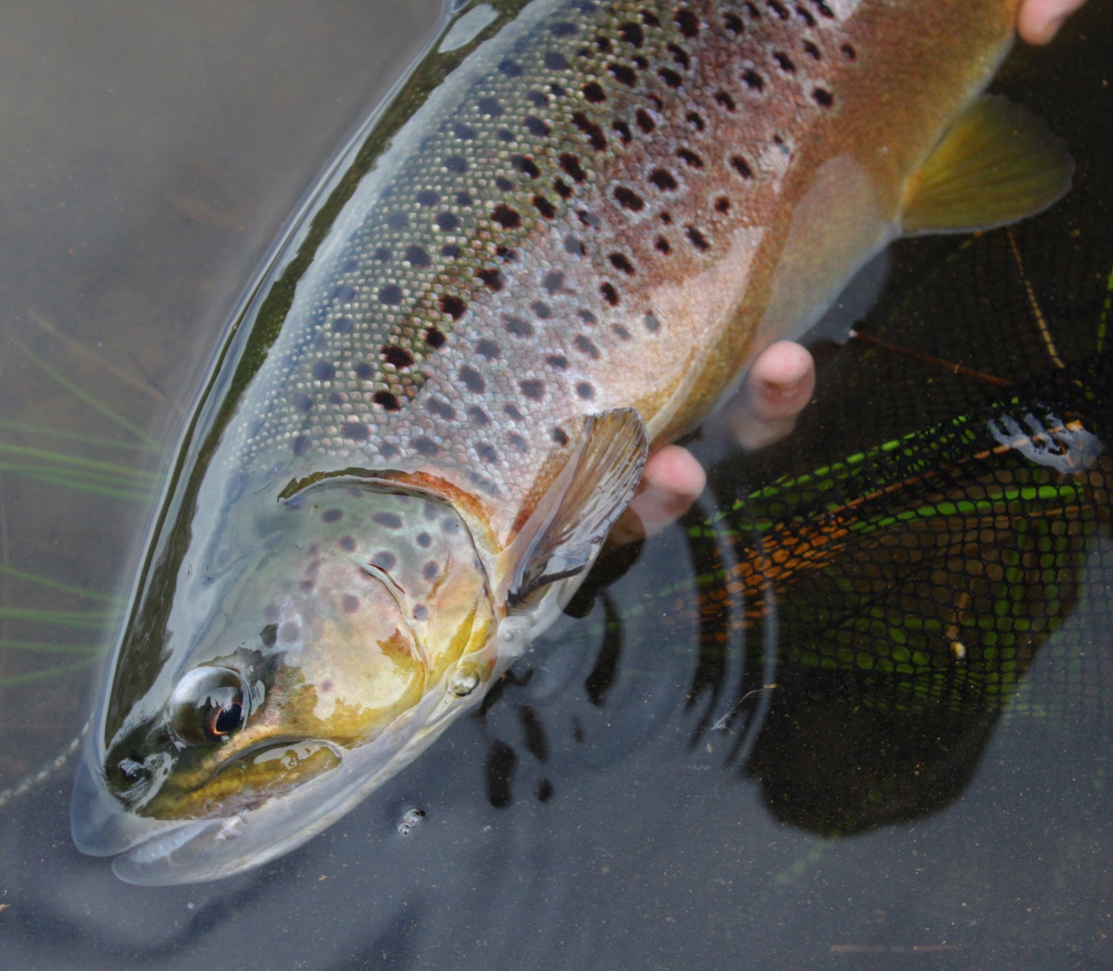 Rosepark Fishery - Image 1