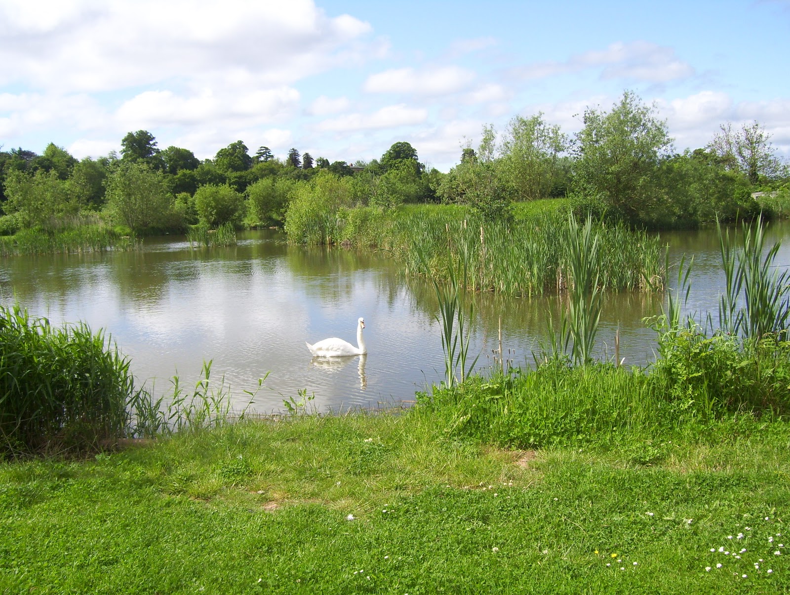 Hawford Bridge Fishery - Image 1